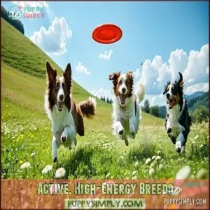 Active, High-Energy Breeds