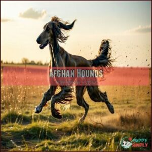 Afghan Hounds