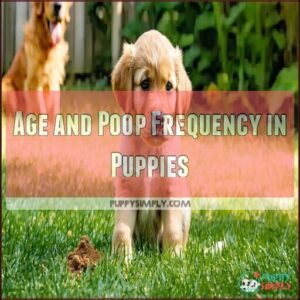 Age and Poop Frequency in Puppies