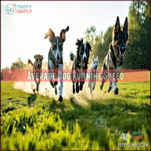 Average Dog Running Speed