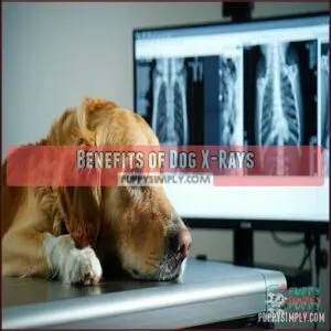 Benefits of Dog X-Rays