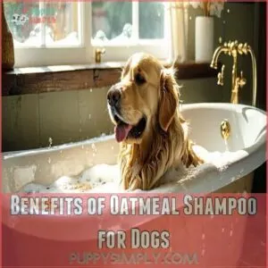 Benefits of Oatmeal Shampoo for Dogs