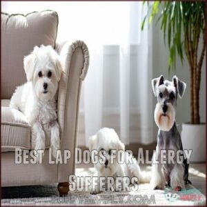 Best Lap Dogs for Allergy Sufferers