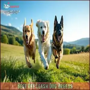 Best Off Leash Dog Breeds