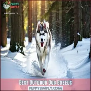 Best Outdoor Dog Breeds