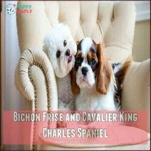 Bichon Frise and Cavalier King Charles Spaniel