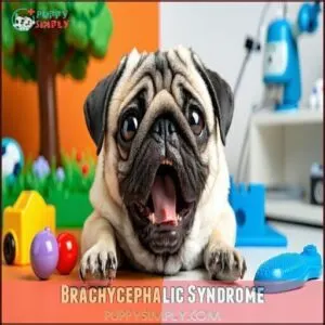 Brachycephalic Syndrome