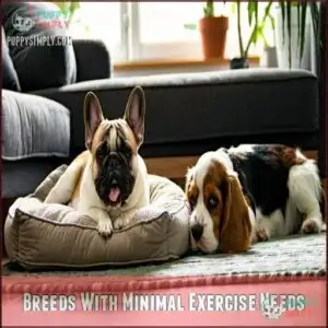 Breeds With Minimal Exercise Needs