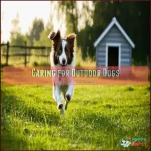 Caring for Outdoor Dogs