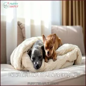 Chihuahua and Italian Greyhound