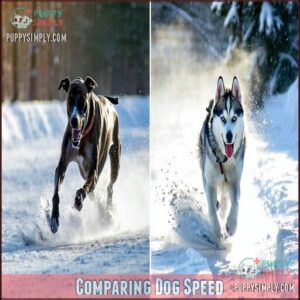 Comparing Dog Speed
