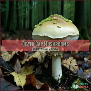 Death Cap Mushrooms