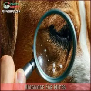 Diagnose Ear Mites