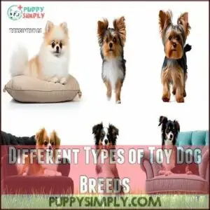 Different Types of Toy Dog Breeds