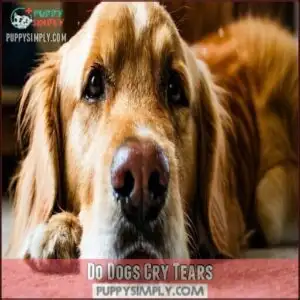 Do Dogs Cry Tears