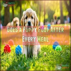 Does a Puppy Poop After Every Meal