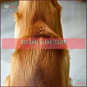 Dog Anal Gland Issues