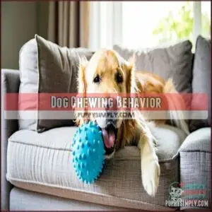 Dog Chewing Behavior