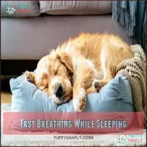 Fast Breathing While Sleeping