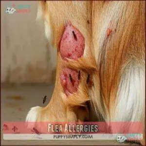 Flea Allergies