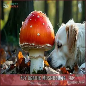 Fly Agaric Mushrooms