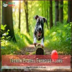 French Pitbull Exercise Needs