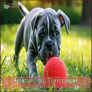 French Pitbull Temperament