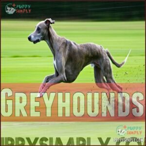 Greyhounds