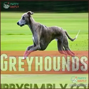 Greyhounds