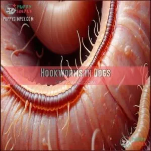 Hookworms in Dogs