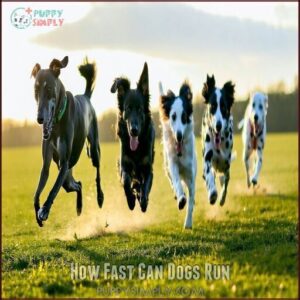 How Fast Can Dogs Run