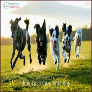 How Fast Can Dogs Run
