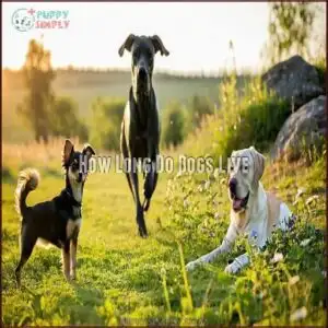 How Long Do Dogs Live