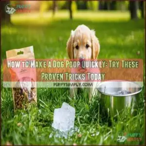 how to make a dog poop quickly