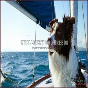 Intelligent Dog Breeds