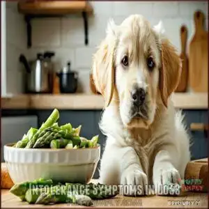 Intolerance Symptoms in Dogs