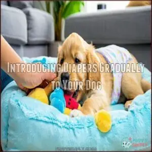 Introducing Diapers Gradually to Your Dog