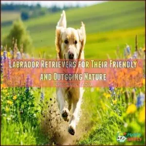 Labrador Retrievers for Their Friendly and Outgoing Nature