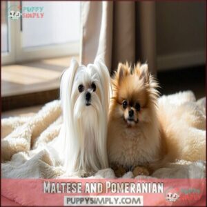 Maltese and Pomeranian