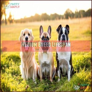 Medium Breed Lifespan