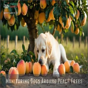 monitoring dogs around peach trees