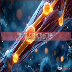Muscle Contraction