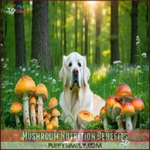 Mushroom Nutrition Benefits