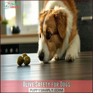 Olive Safety for Dogs