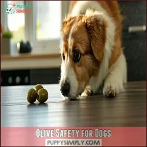 Olive Safety for Dogs