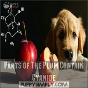parts of the plum contain cyanide