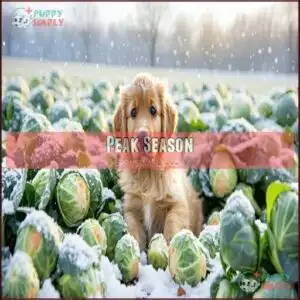 Peak Season