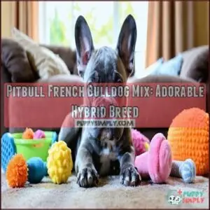 pitbull french bulldog mix