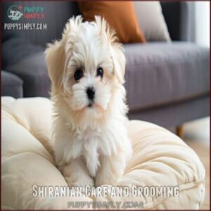Shiranian Care and Grooming