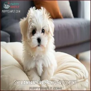 Shiranian Care and Grooming